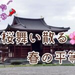 中部発クルマ旅　桜舞散る🌸京都府宇治市＃平等院　　　Byodo-in Temple is a temple located in Uji City, Kyoto Prefecture.