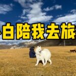 【正版鐵牛旅行記Allen第125集】帶著狗子去西藏自駕旅行，突然感覺小白就在身邊，你說怎麼回事？流浪狗救助 #環遊中國 #艾倫